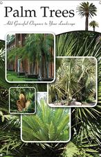Palm Trees 24