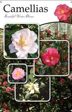Camellias 24x36 - Traditional