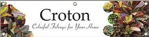 Croton 47