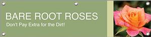 Bare Root Roses 47x12 - Bold