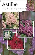 Astilbe 24x36 - Traditional