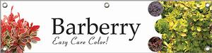 Barberry 47x12 - Traditional