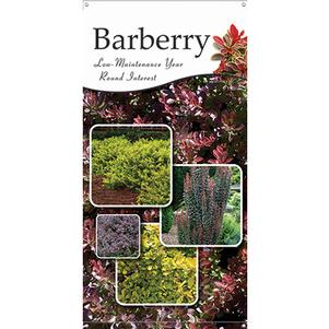 Barberry 18x36 - Traditional