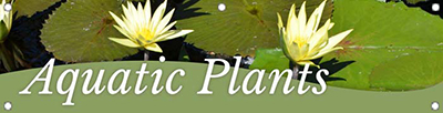 Aquatic Plants 47x12 - Swoop