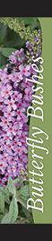Butterfly Bushes 12x55 - Swoop