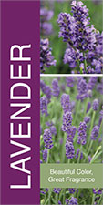 Lavender 18