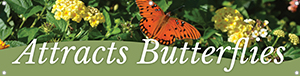 Attracts Butterflies 47x12 - Swoop