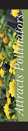 Attracts Pollinators 12