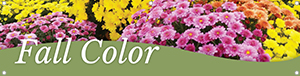 Fall Color Mums 47x12 - Swoop