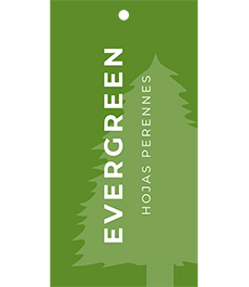 Evergreen Hang Tags