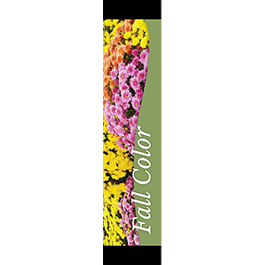 Fall Color Mums 12x55 - Swoop