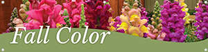 Fall Color Snapdragons 47x12 - Swoop