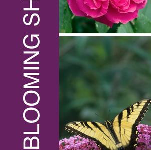 Sun Blooming Shrubs 18