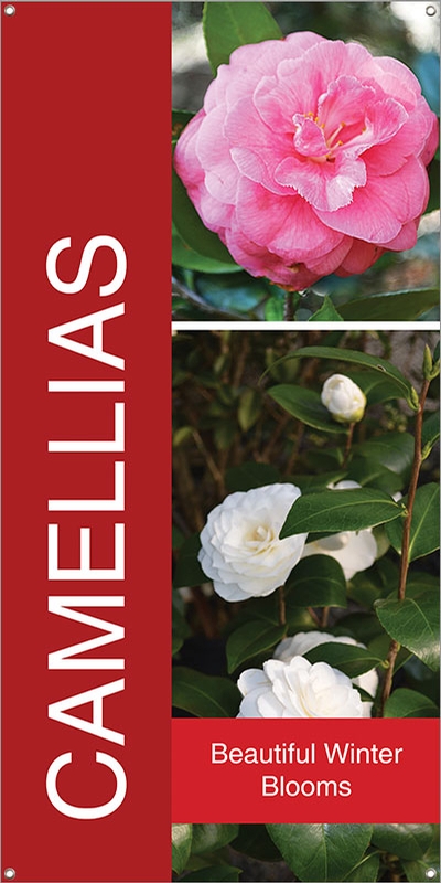 Camellias 18
