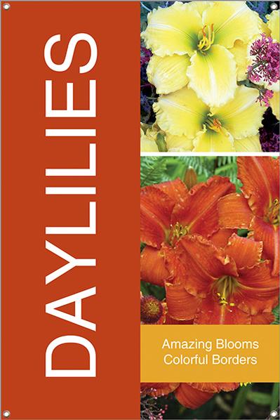 Daylilies 24