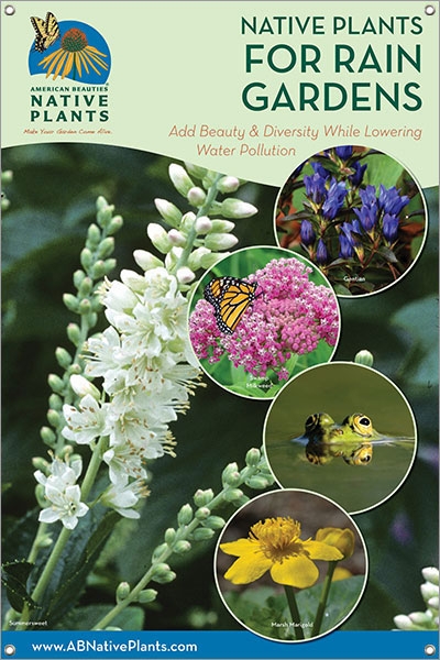 Native Plants for Rain Gardens-NEW ENGLAND 24