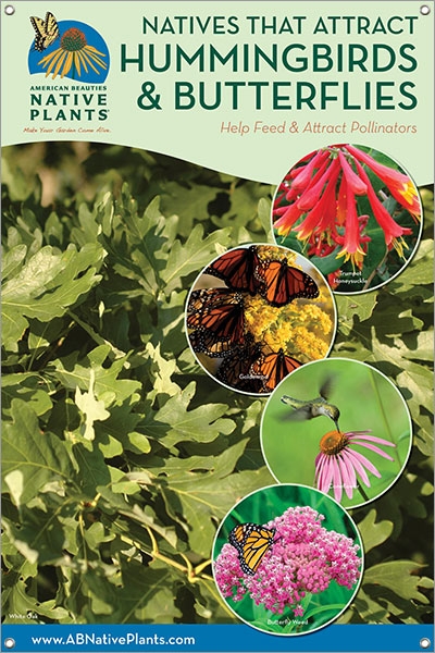 Native Plants That Attract Hummingbirds & Butterflies-MIDWEST/E. GREAT PLAINS 24