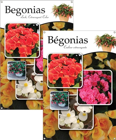 Begonias/Bégonias 24