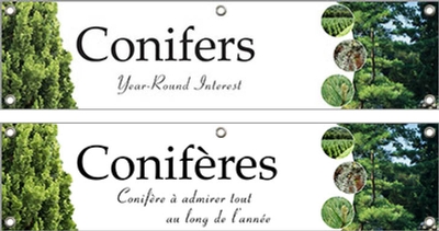 Conifers/Conifères 48