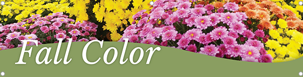 Fall Color Mums 47