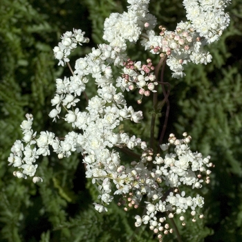 Filipendula vulgaris 'Flora Plena' (000678)