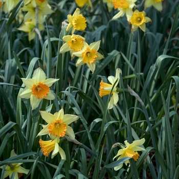 Narcissus 'Fortissimo' (000859)