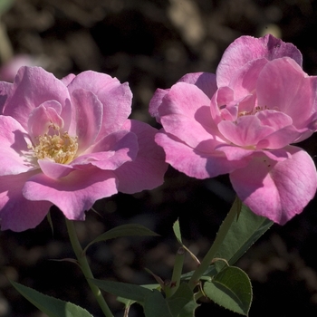 Rosa Simplicity 'Pink' (001121)