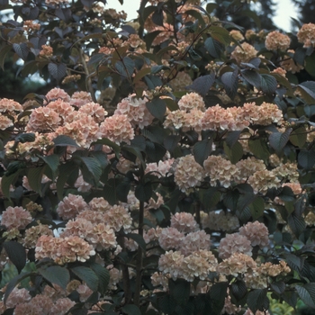 Viburnum plicatum f. plicatum 'Kern's Pink' (001586)