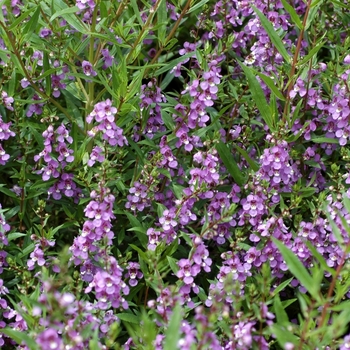 Angelonia angustifolia Angelmist™ 'Lavender' (001944)