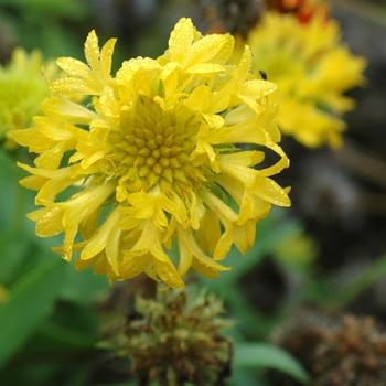 Gaillardia pulchella 'Torch Yellow' (002466)