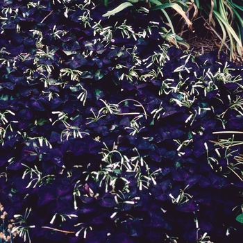 Oxalis regnellii 'Purpurea' (002699)