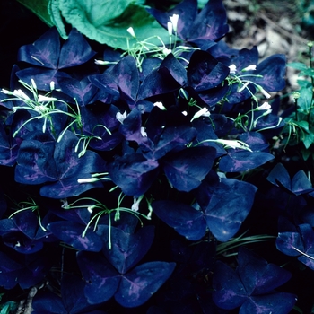 Oxalis regnellii 'Purpurea' (002700)