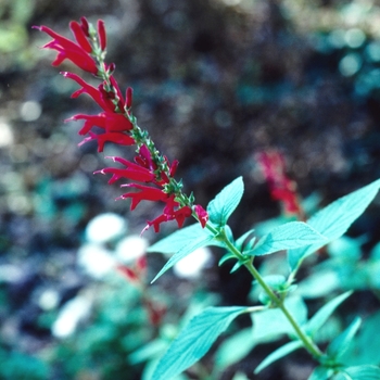 Salvia rutilans '' (002940)