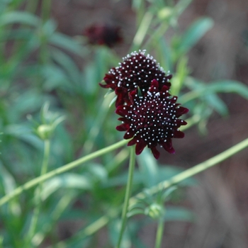 Scabiosa atropurpurea 'Midnight Black' (002957)