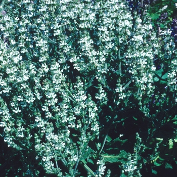 Salvia aethiopis '' (004412)