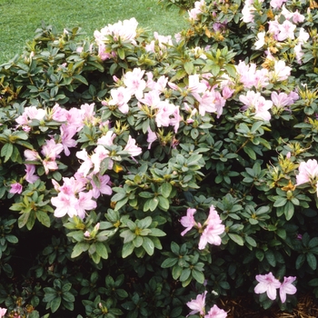 Rhododendron mucronulatum '' (004781)