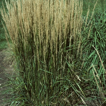 Calamagrostis x acutiflora 'Stricta' (004934)