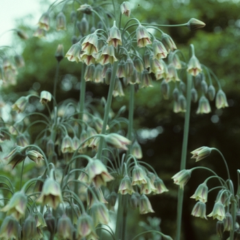 Allium bulgaricum '' (005130)