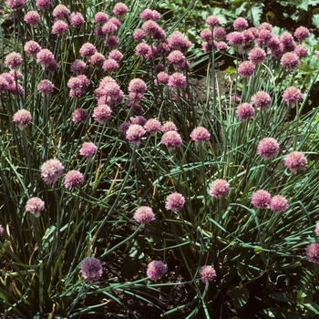 Allium schoenoprasum 'Forescate' (005532)