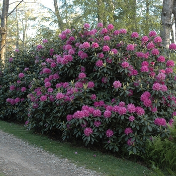 Rhododendron 'Roseum Elegans' (005825)