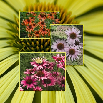 Echinacea 'Multiple Varieties' (006006)