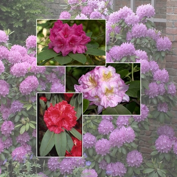 Rhododendron '' (006031)