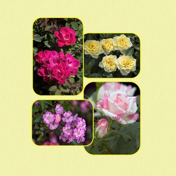 Rosa 'Multiple Varieties' (006050)