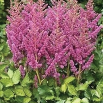 Astilbe chinensis 'Visions in Pink' (010614)