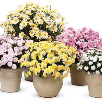 Argyranthemum frutescens Courtyard® 'Buttercream' (013426)
