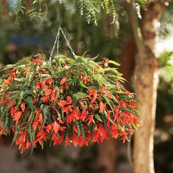 Begonia x tuberhybrida Mandalay™ '' (013440)