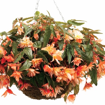 Begonia x tuberhybrida Bellagio™ '' (013444)