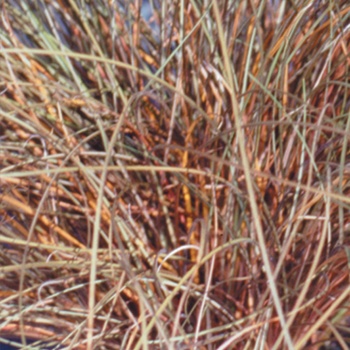 Carex flagellifera Graceful Grasses® 'Toffee Twist' (013564)