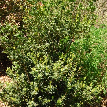 Osmanthus heterophyllus (ilicifolius) 'Sasaba' (015444)