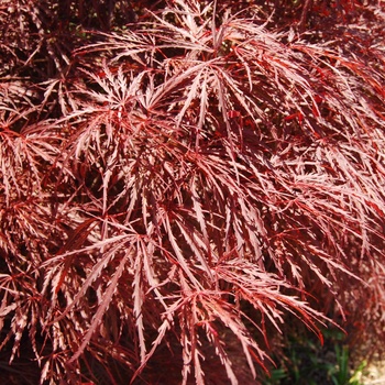 Acer palmatum var. dissectum 'Red Filigree Lace' (015542)